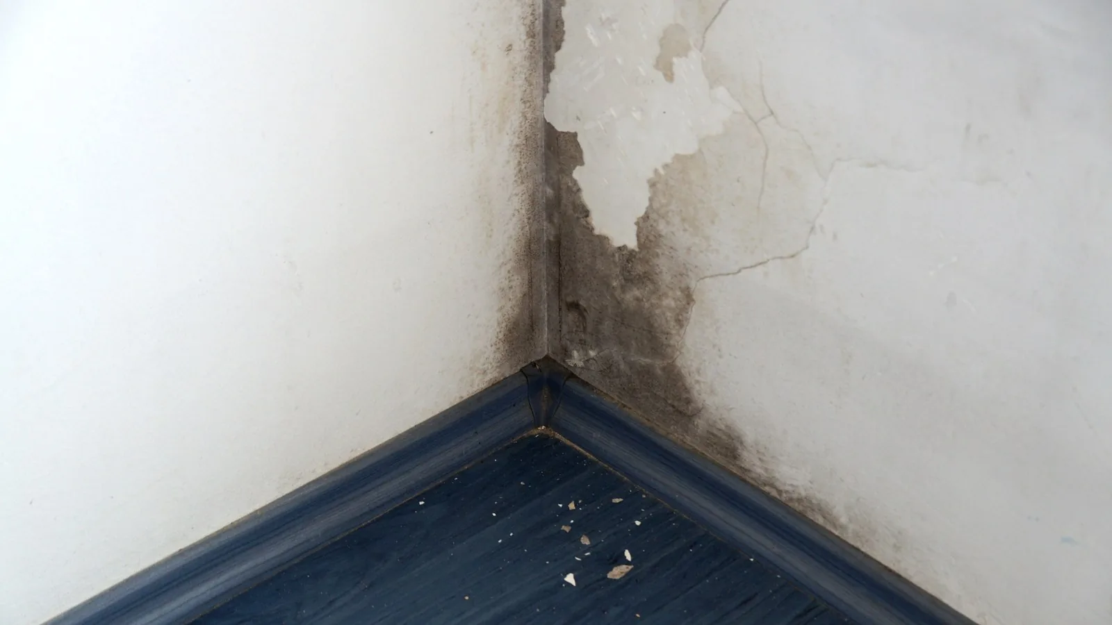 A large patch of black mould spreading across a wall and into the corner of a room.